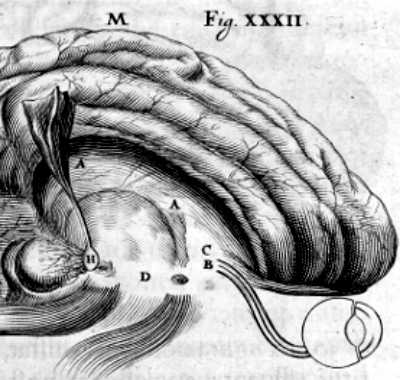 Brain