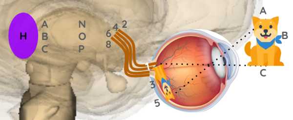 Pineal gland imbalanced