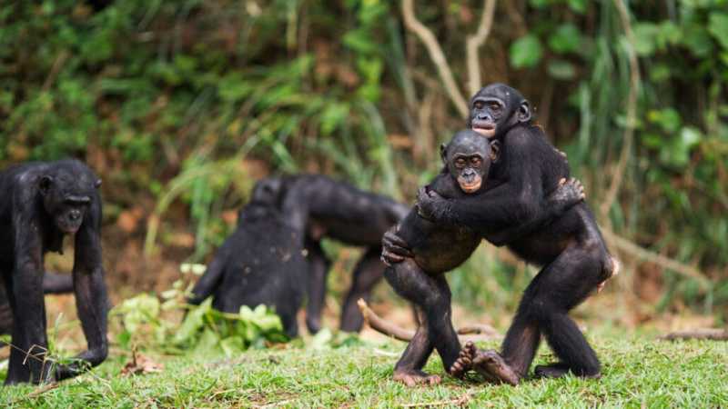 Bonobos