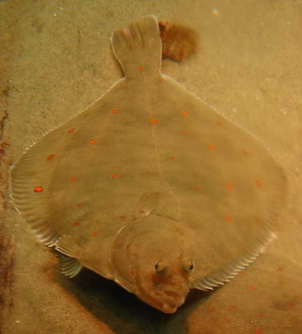 Flatfish
