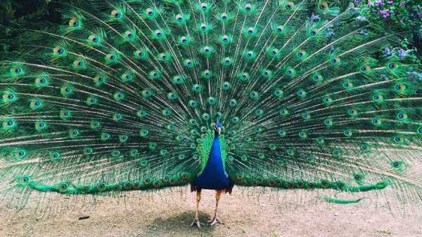 Peacock