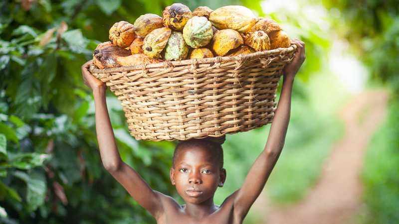 Cacao workers