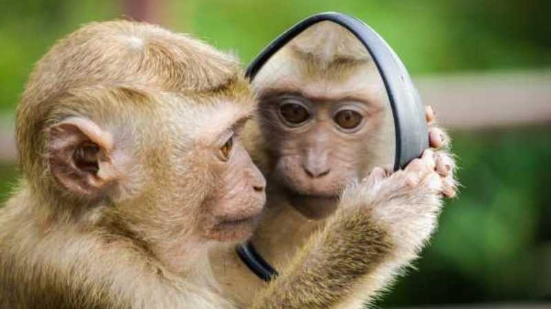 Monkey looking at mirror