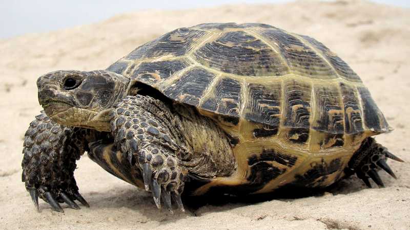 Ambergris, Tortoise-shell